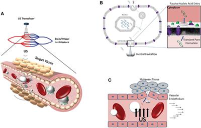 Frontiers | Ultrasound-Targeted Microbubble Destruction: Modulation In ...